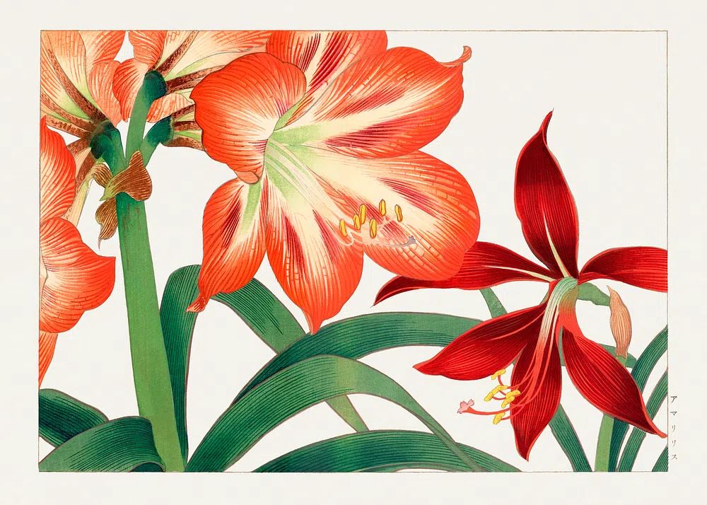 Vintage amaryllis flower, ukiyo e. poster — botanical art