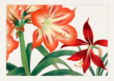 Vintage amaryllis flower, ukiyo e.