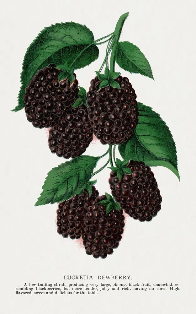Lucretia Dewberry lithograph. poster detail
