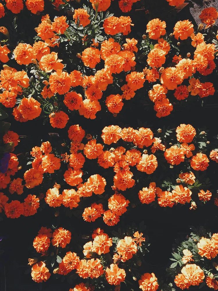 Blooming orange flowers. poster detail