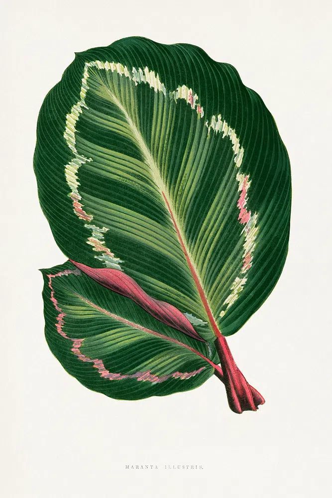 Green Mantara Illustris leaf illustration. poster detail