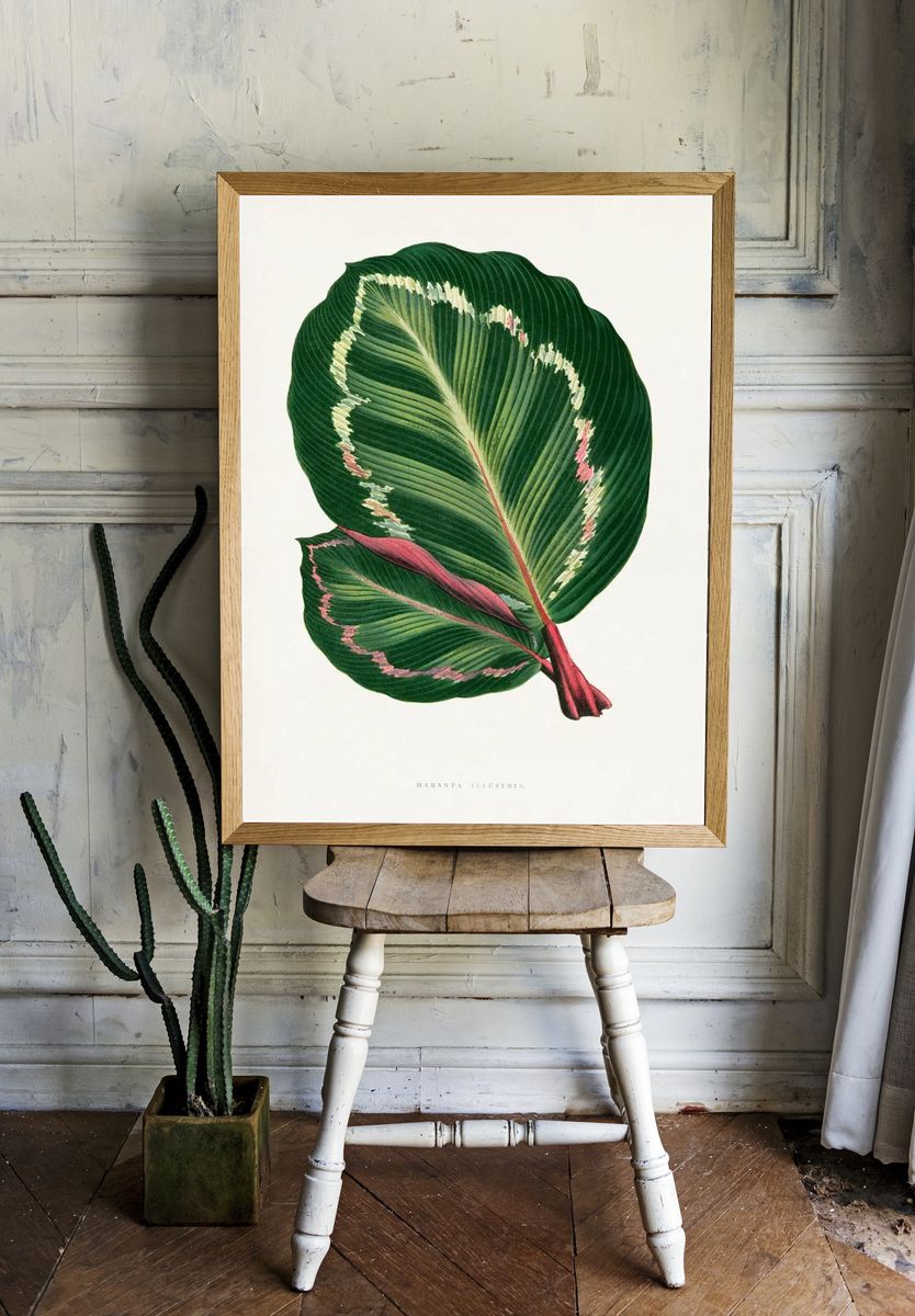 Green Mantara Illustris leaf illustration. — room view 1