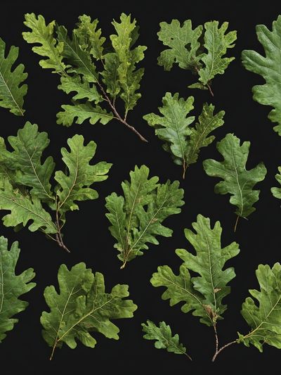 Oak Leaves Botanical Print. poster print