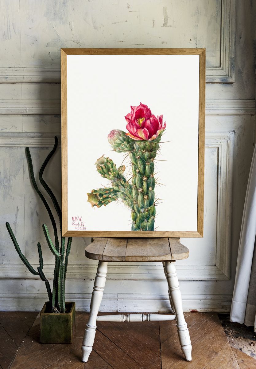 Walkingstick Cholla (Opuntia imbricata) (1934). room preview