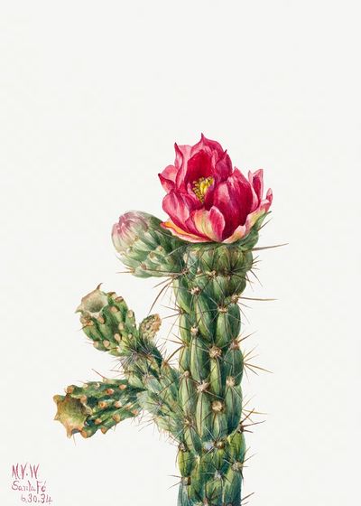 Walkingstick Cholla (Opuntia imbricata) (1934). poster print