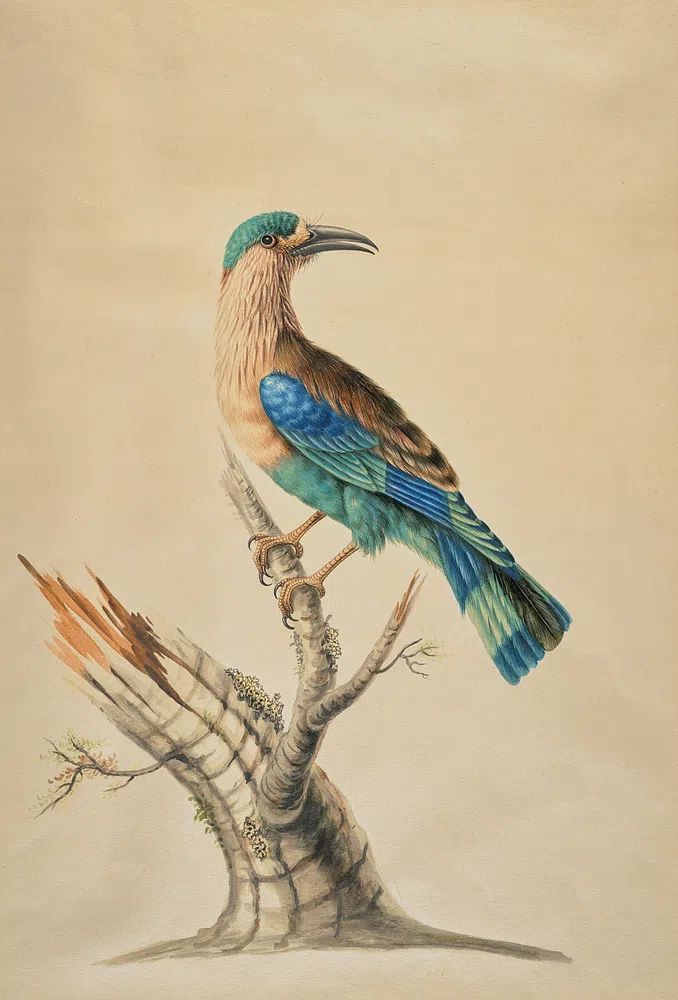 Blue-Tailed Bird Botanical Print. poster — botanical art