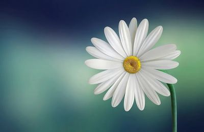 Daisy flower.
