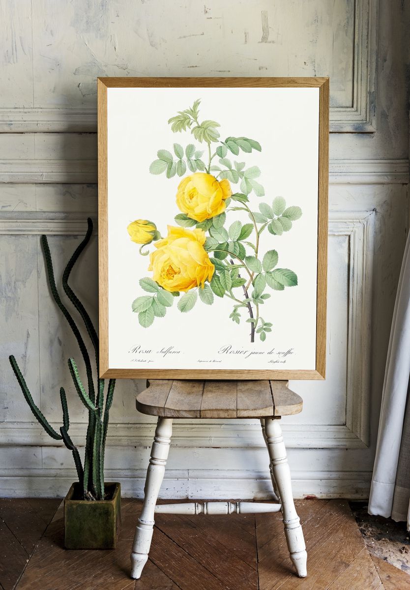 Rosa hemisphaerica, also known as. — room view 1