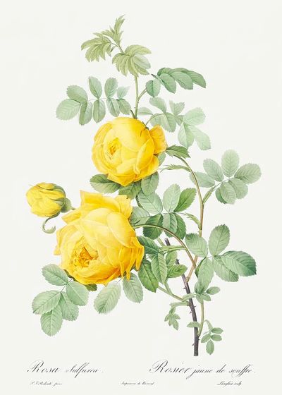 Rosa hemisphaerica, also known as. poster print