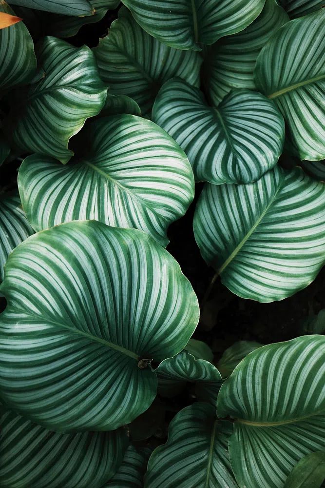 Green tropical leaves background. Original. poster — botanical art