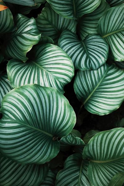 Green tropical leaves background. Original. poster