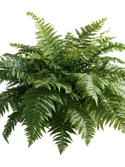 Lush Fern Botanical Print. poster
