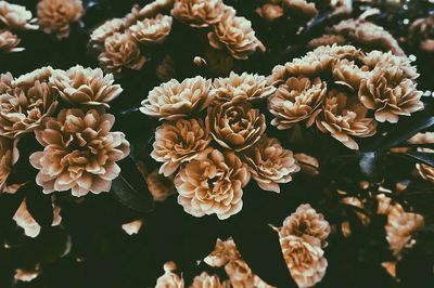 desaturated shot large rose-like flowers. poster print