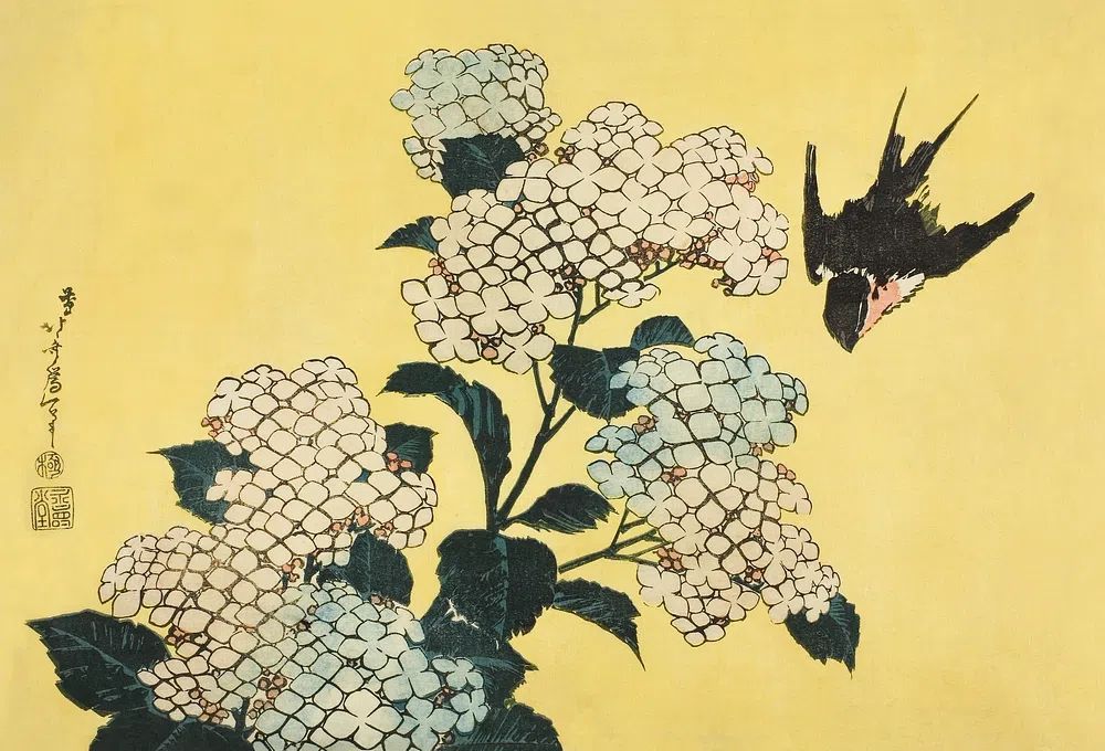 Hydrangea Swallow, untitled series large. poster — botanical art