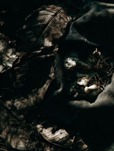 Dark Forest Leaves Abstract Print. poster print