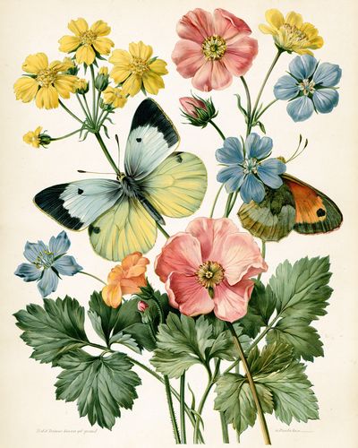 Butterflies and Wildflowers Botanical Print. poster