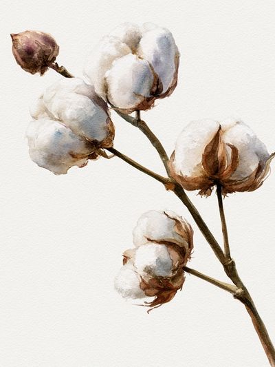 Cotton Branch Watercolor Poster. poster