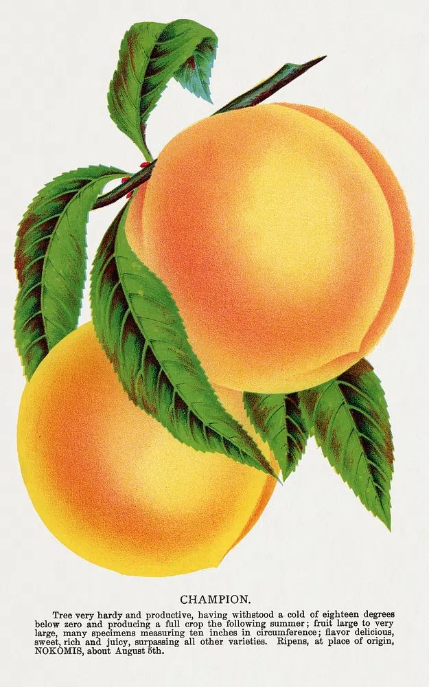 Champion plum lithograph Botanical Specimen. poster — botanical art