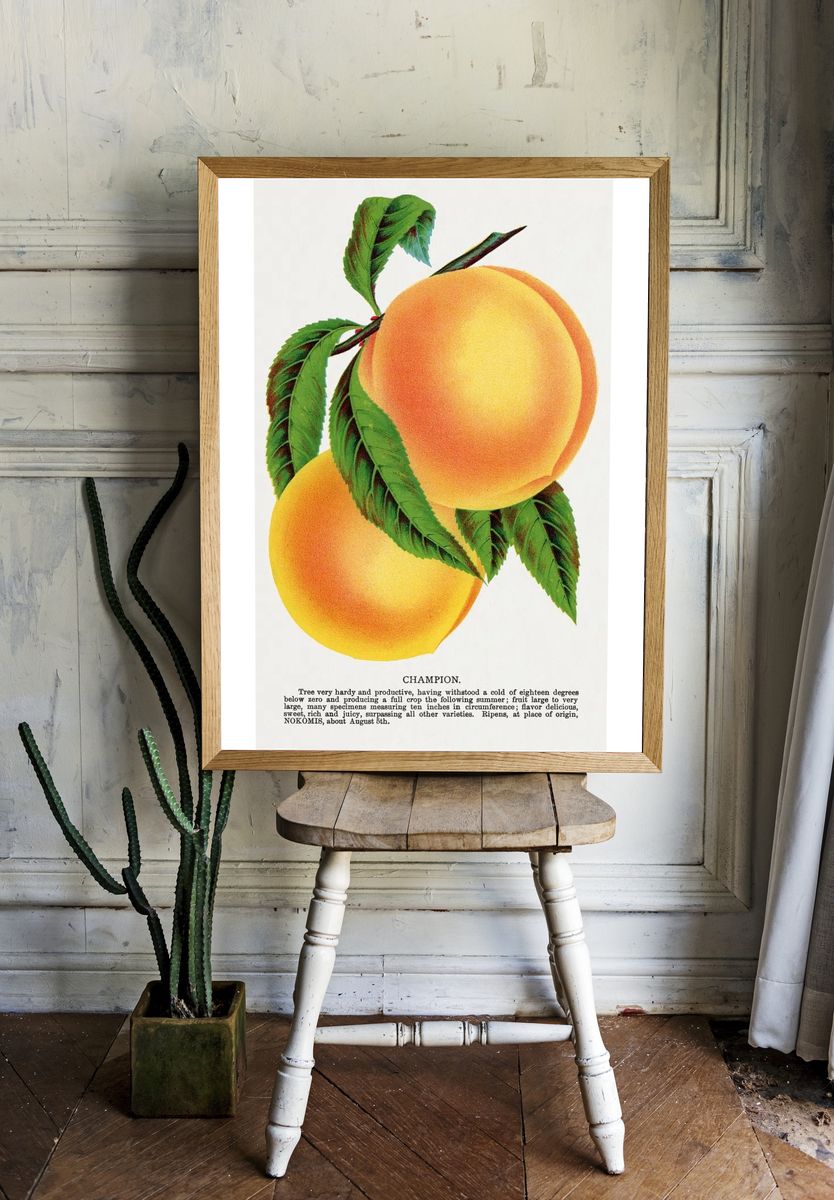 Champion plum lithograph Botanical Specimen. — room view 1