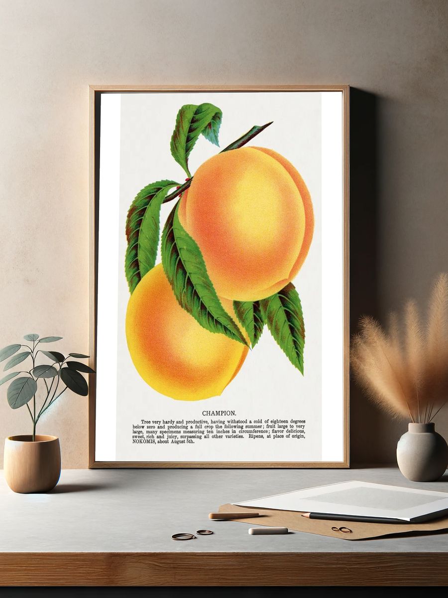 Champion plum lithograph Botanical Specimen. — room view 2