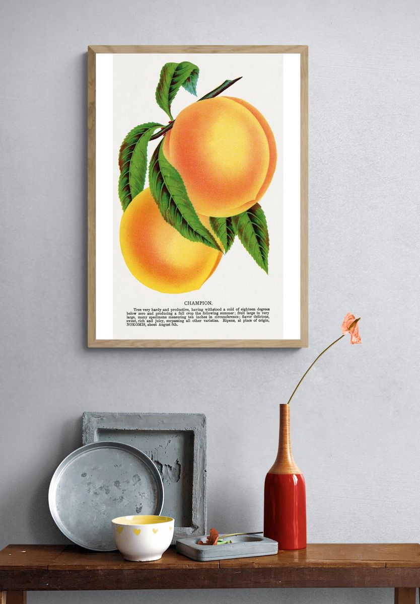 Champion plum lithograph Botanical Specimen. — room view 3