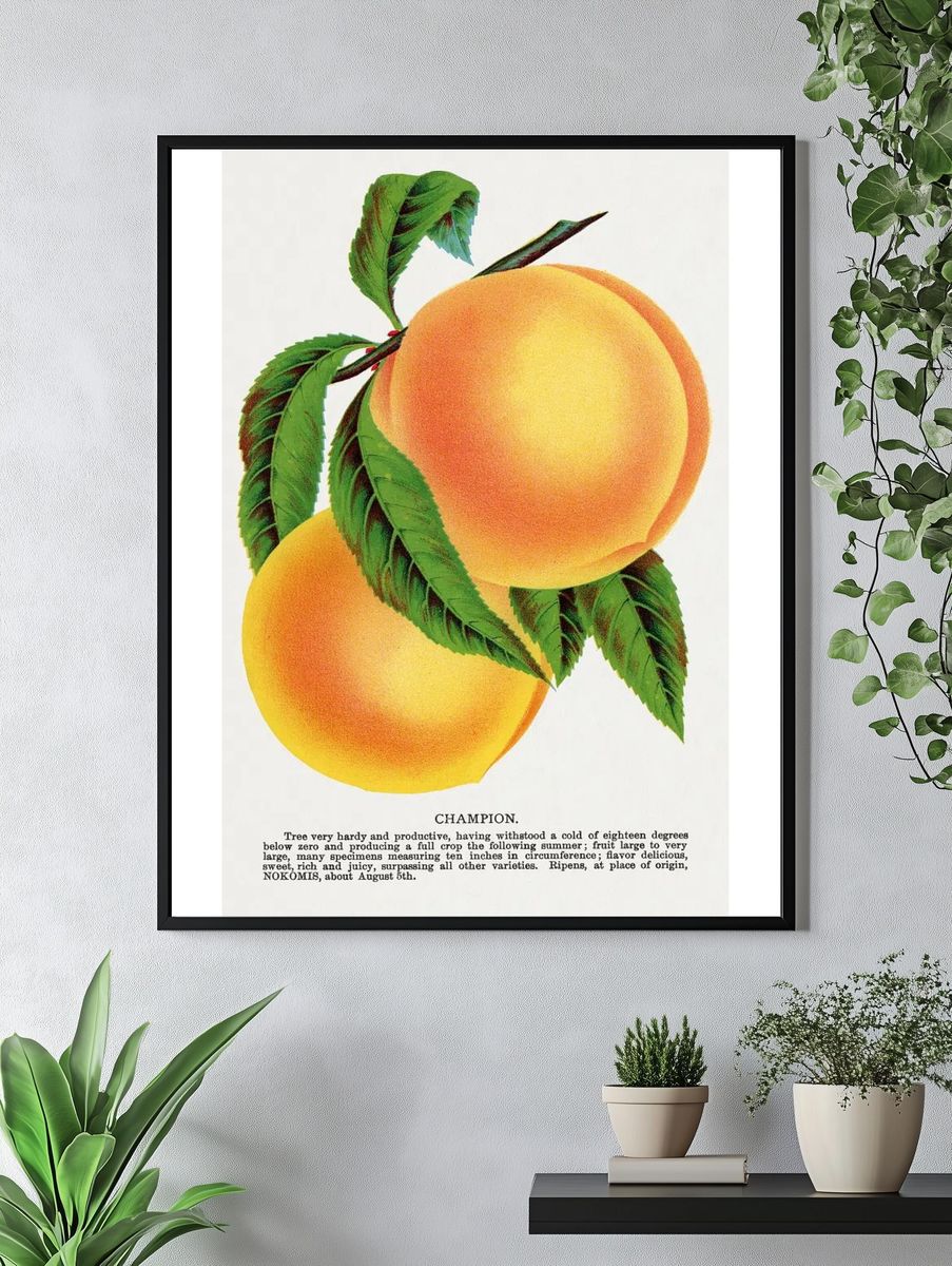 Champion plum lithograph Botanical Specimen. — room view 4