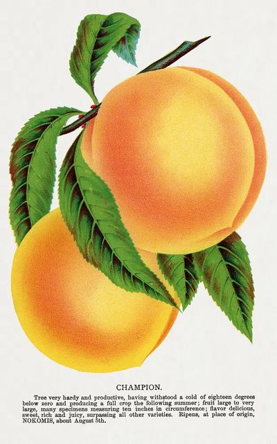 Champion plum lithograph Botanical Specimen. poster print