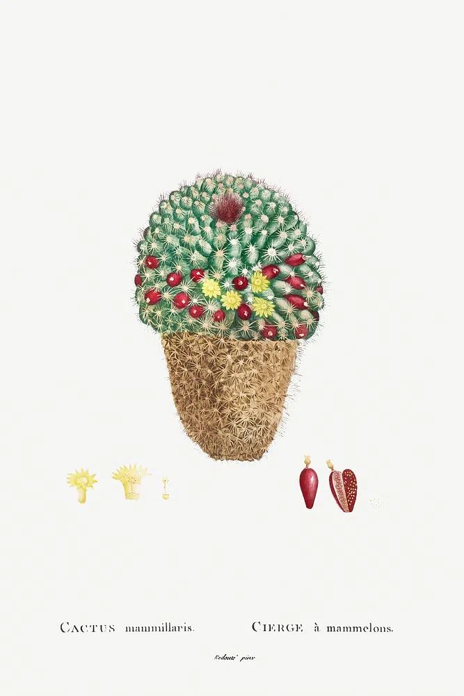 Cactus Mammillaris Botanical Print. poster detail