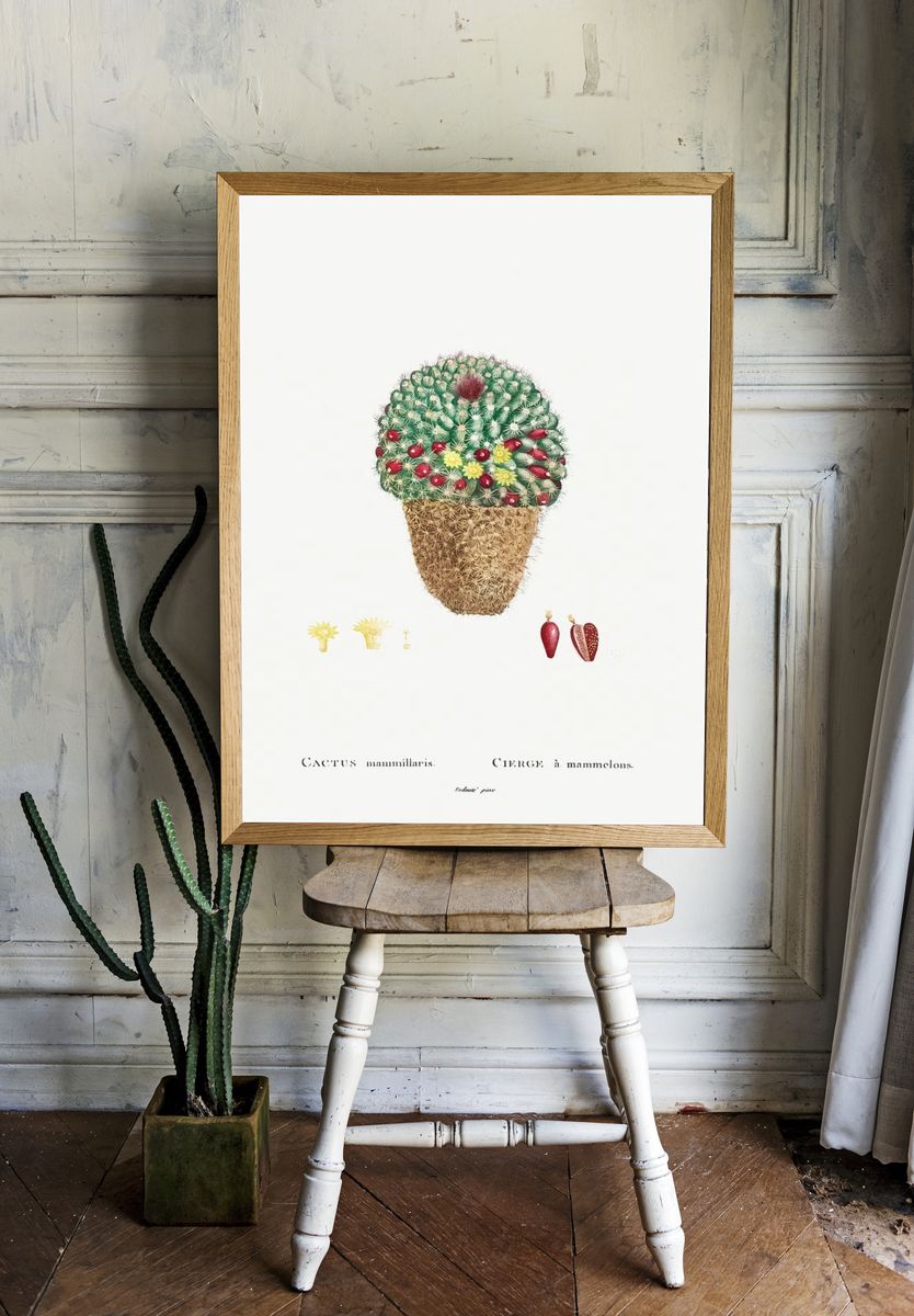 Cactus Mammillaris Botanical Print room preview