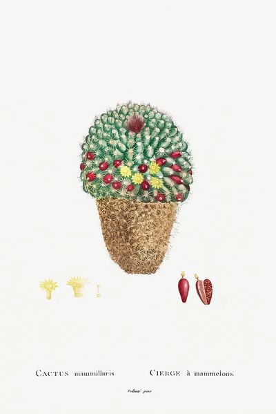 Cactus Mammillaris Botanical Print. poster