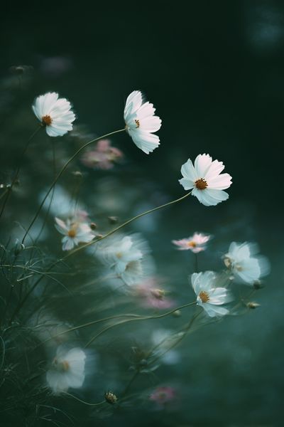 Cosmos Flowers in Misty Green Poster. poster print