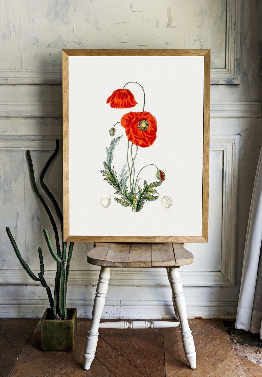 Hand drawn red poppy. Original room preview