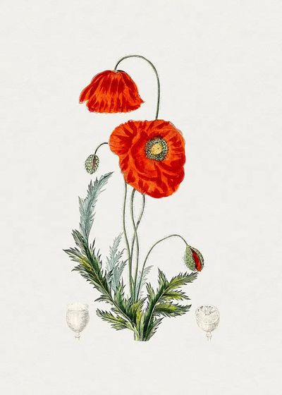 Hand drawn red poppy. Original.