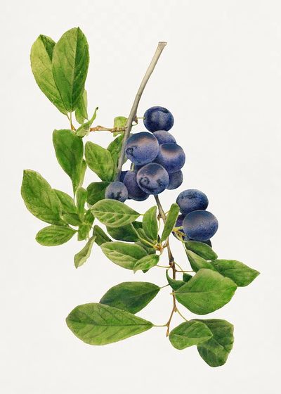 Vintage branch plums illustration. Digitally. poster print