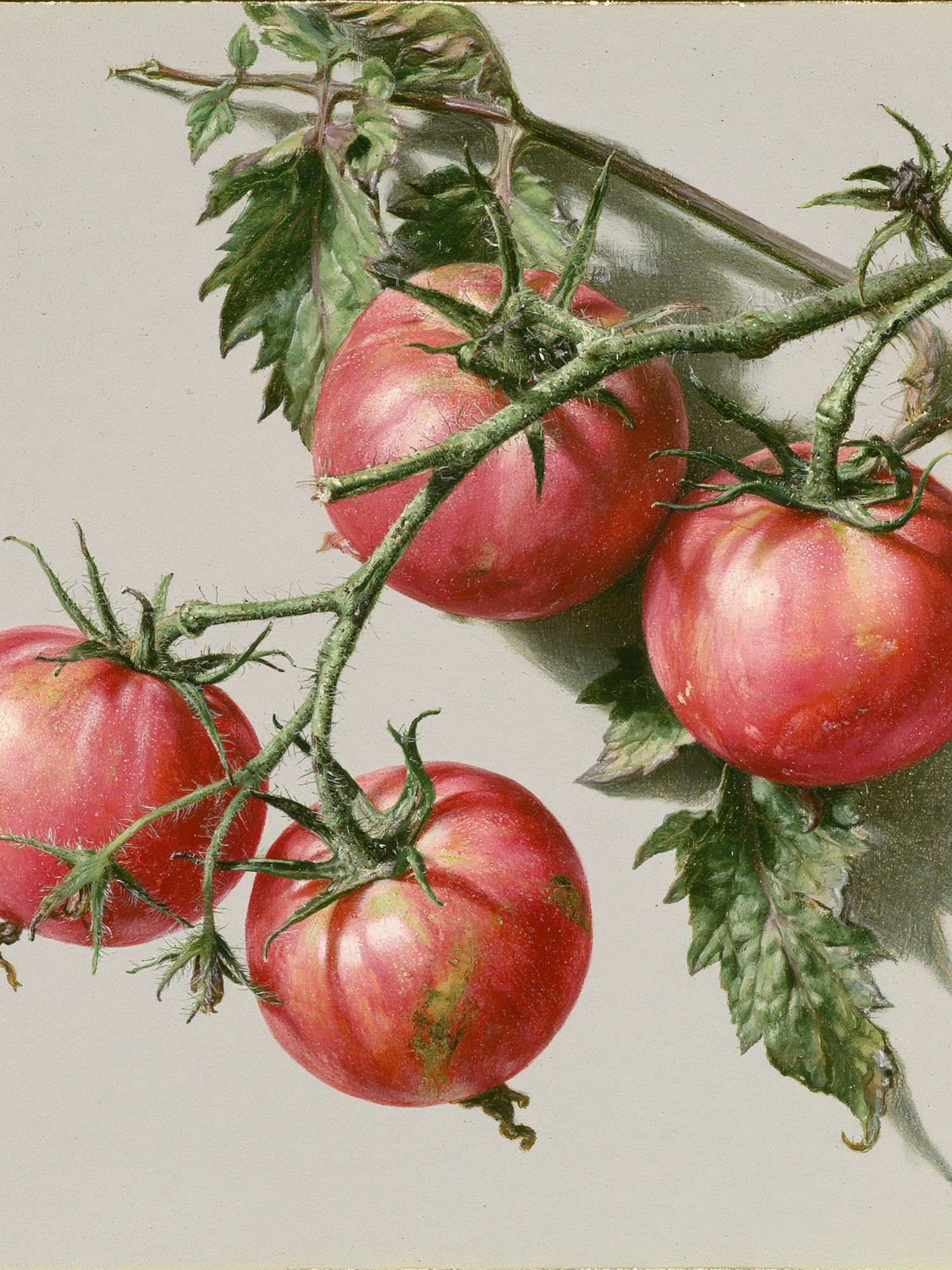 Tomatoes Still Life Print. poster detail