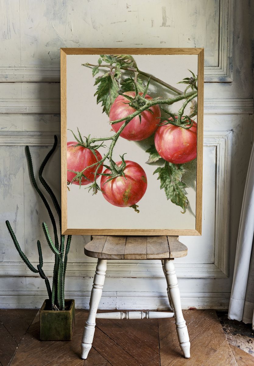 Tomatoes Still Life Print. — room view 1