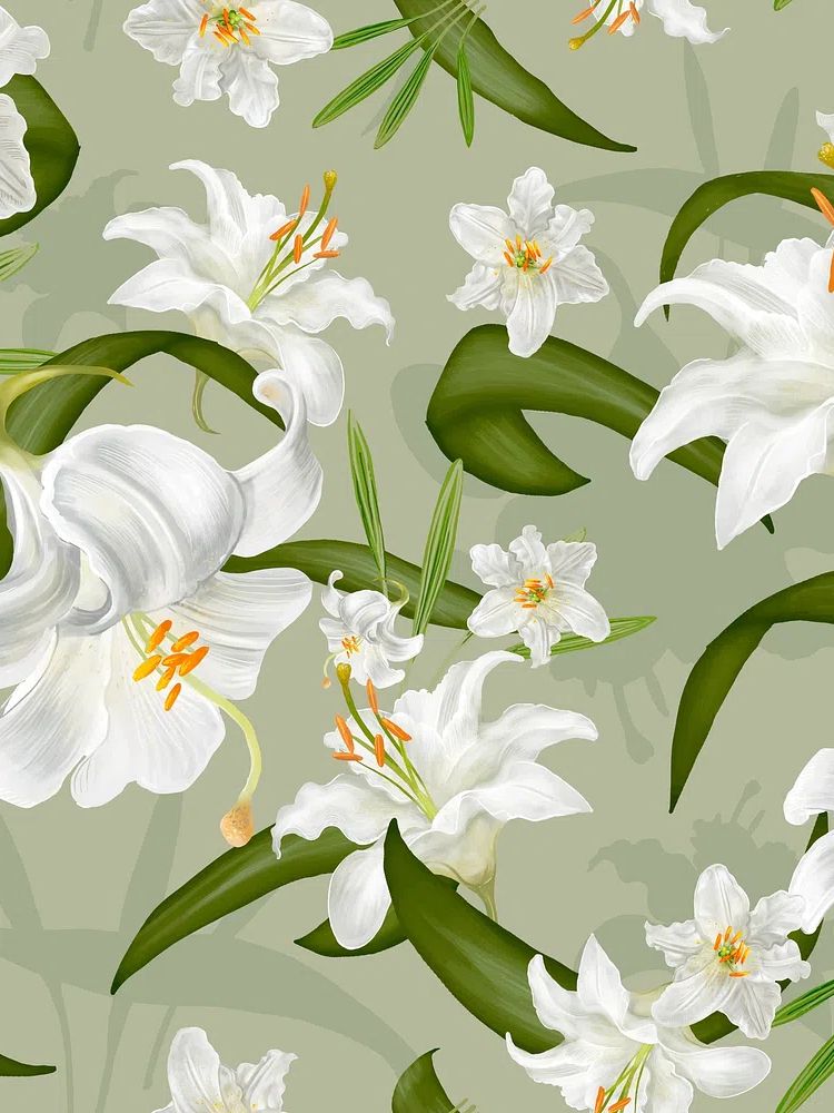 Illustration drawing of Lily flowers. poster — botanical art