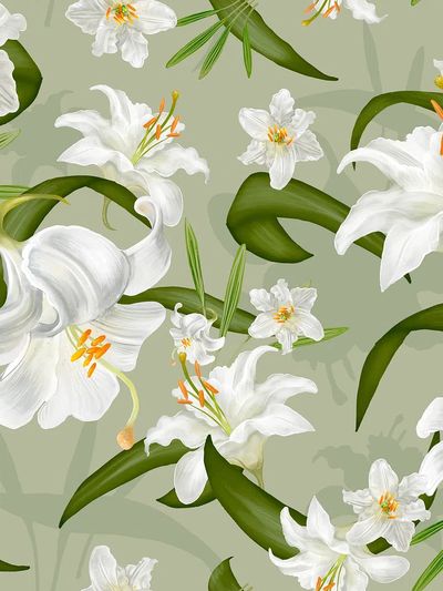 Illustration drawing of Lily flowers. poster print