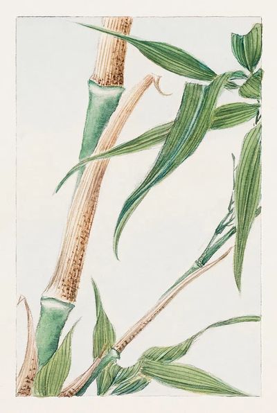 Japanese Bamboo 1870–1880 Megata Morikaga. poster print