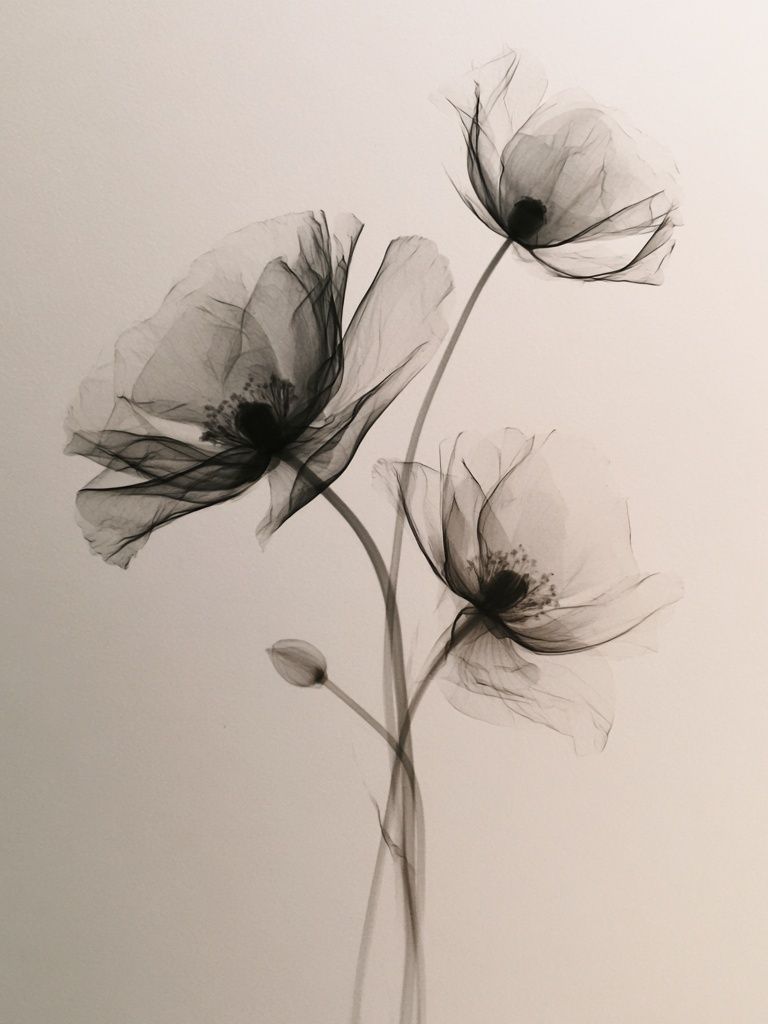 Delicate Black Poppy Botanical Print. poster — botanical art