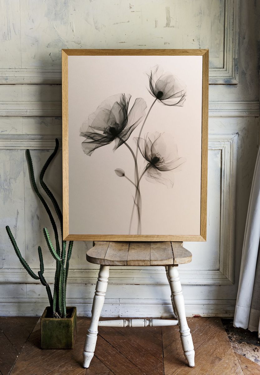 Delicate Black Poppy Botanical Print. — room view 1