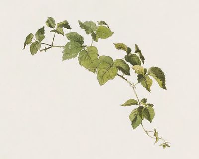Blackberry sprig Friedrich von Scheidlin. poster print