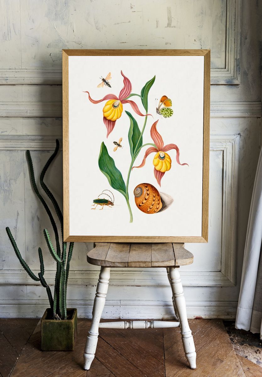 Lady's slipper orchid, tiphiid wasp room preview