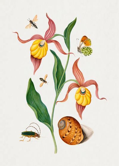 Lady's slipper orchid, tiphiid wasp. poster