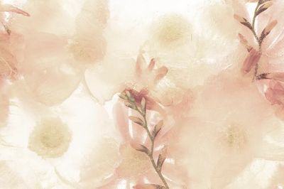 Beige anemone flower background. poster