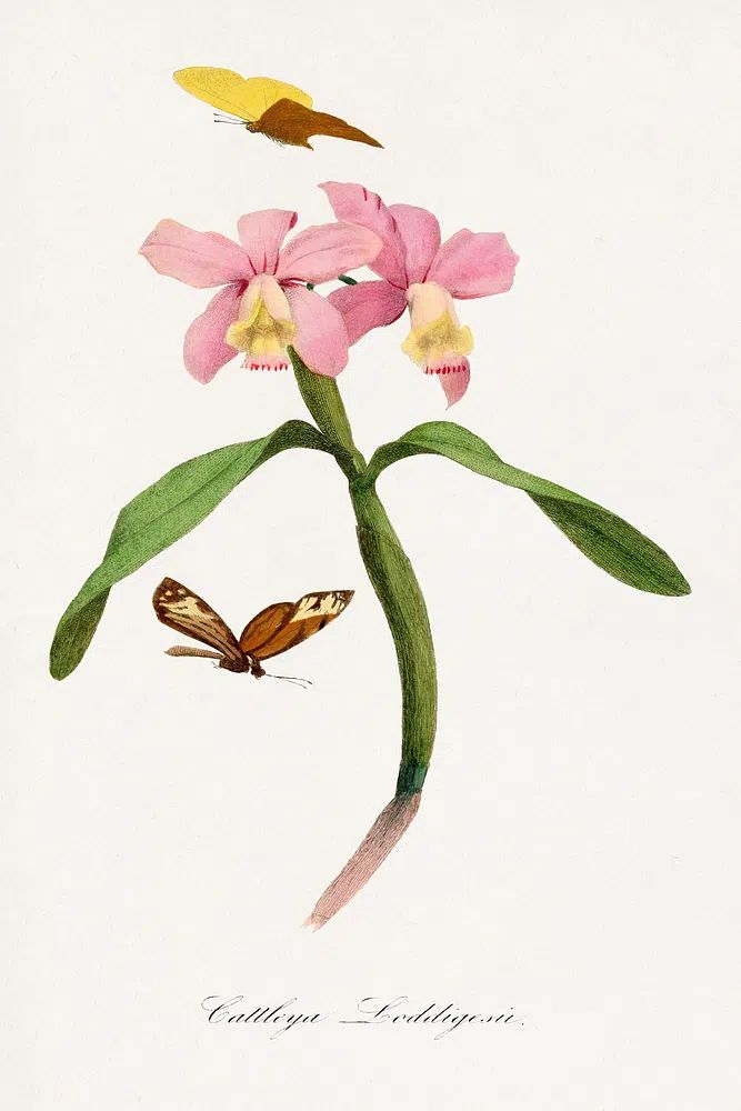 Cattleya orchids painting. poster detail
