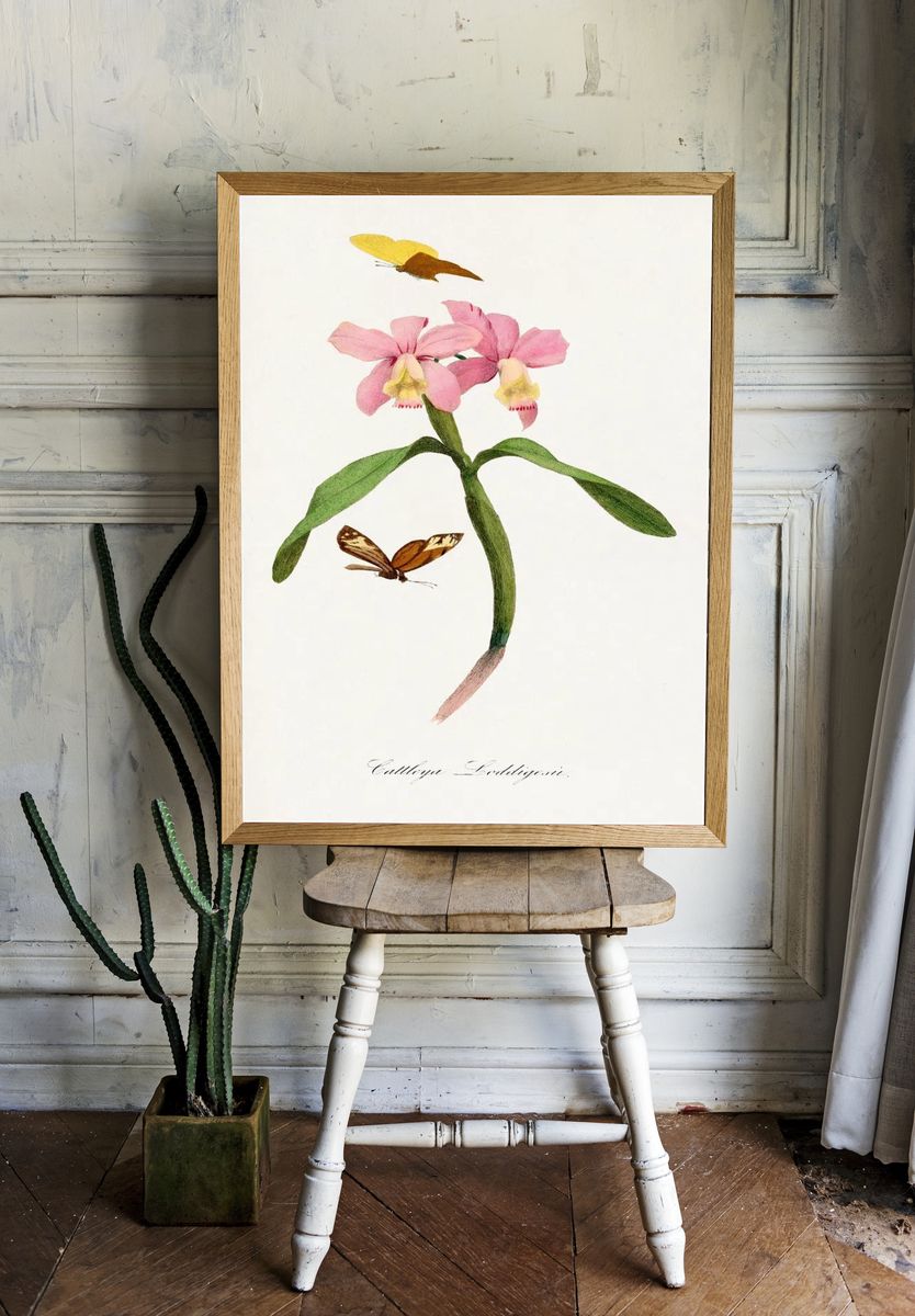 Cattleya orchids painting. room preview
