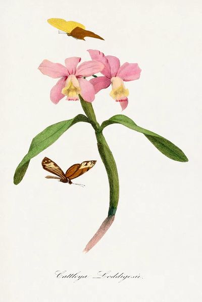 Cattleya orchids painting. poster