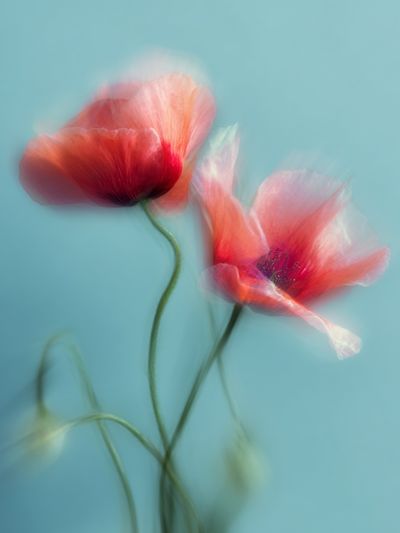 Dreamy Poppy Bloom Photography Poster. poster print