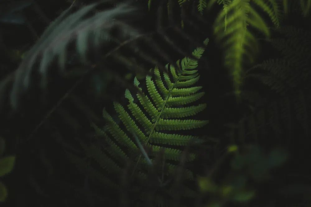 Fern leaves forest Oahu, Hawaii. poster detail
